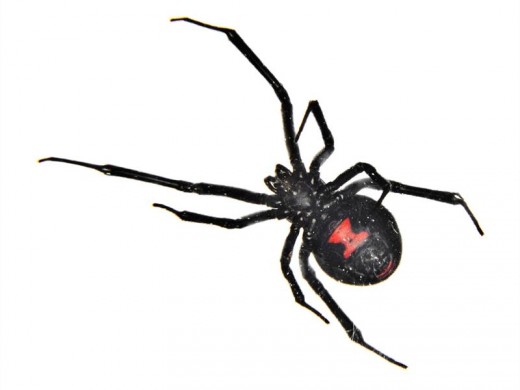 The infamous Black Widow spider. Venom - neurotoxic