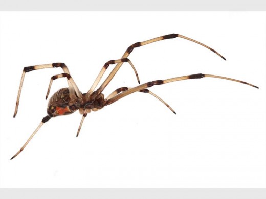 The Brown Widow spider. Venom - neurotoxic