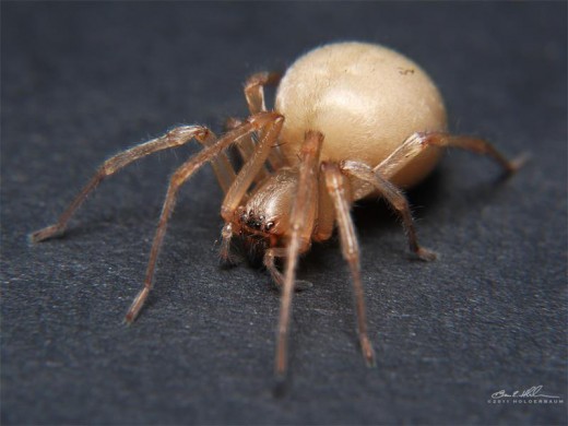 The Sac Spider. Venom - cytotoxic