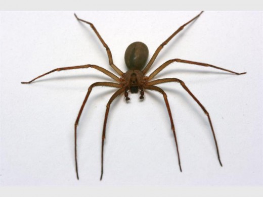 The Violin spider. Venom - cytotoxic