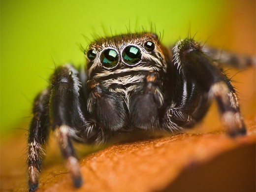 The Jumping Spider is getting the flak for all the local bites. But is it innocent or guilty as charged? Photo - hibiscusseconds.co.za