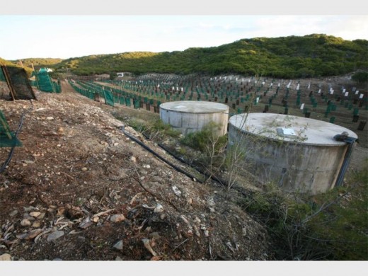 The 'Ou Lywe' olive grove with the water reservoirs in the foreground