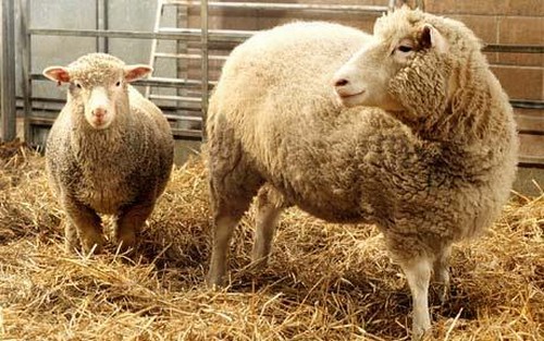 Dolly-sheep