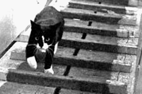 Sam-the-Unsinkable-Cat