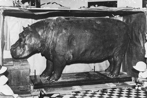 South-Africas-Most-Famous-Hippo-Huberta