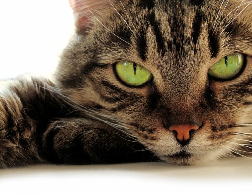 bigstock-Green-eyed-Cat-5702080