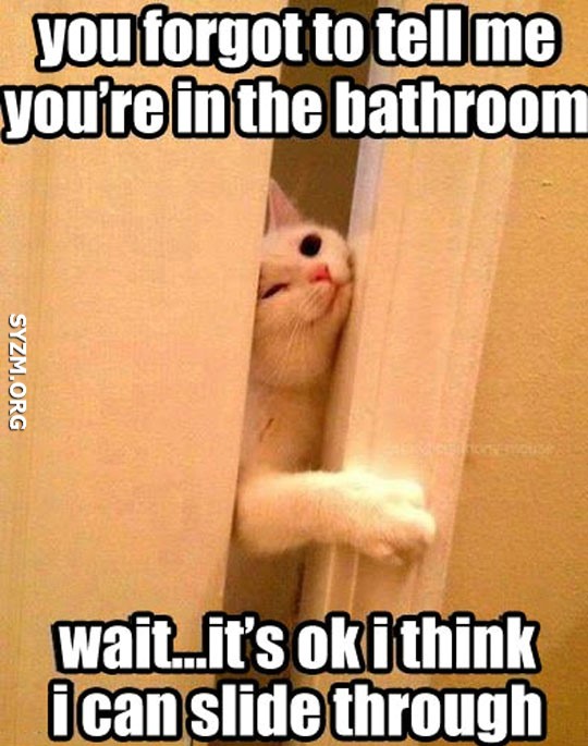 funny-cat-squeezing-through-door-bathroom