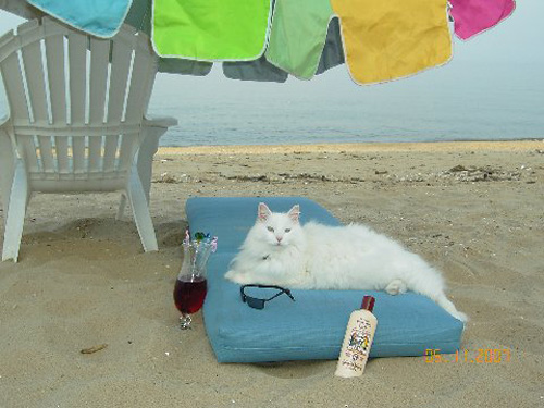 jake_cool_cat2