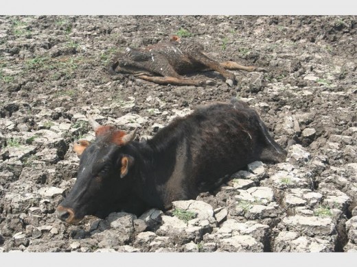 One cow, trapped in a dried-up dam, unable to move and waiting to die PHOTOS: Justin Bend