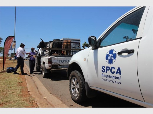 Empangeni SPCA inspector Roland Fivaz speaking to the owner of the cattle