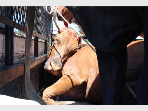 Trampled on, dehydrated and fading fast- this bull was lucky to survive