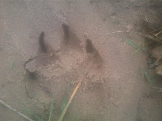 The spoor photographed by Thokozani Msholo