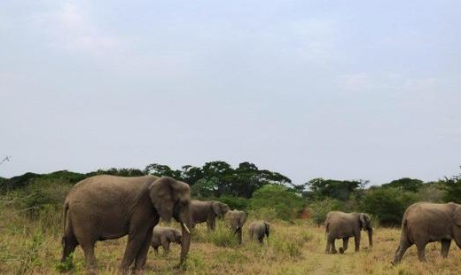 Photo_credit_Jamie_Joseph___-__Saving_the_Wild__5b75d_620x310