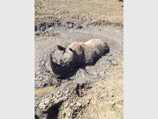 This was one of many rhinos across the region that have become trapped in mud wallows and had to be freed by Ezemvelo KZN Wildlife's Game Capture Unit PHOTOS: Ezemvelo Game Capture Unit
