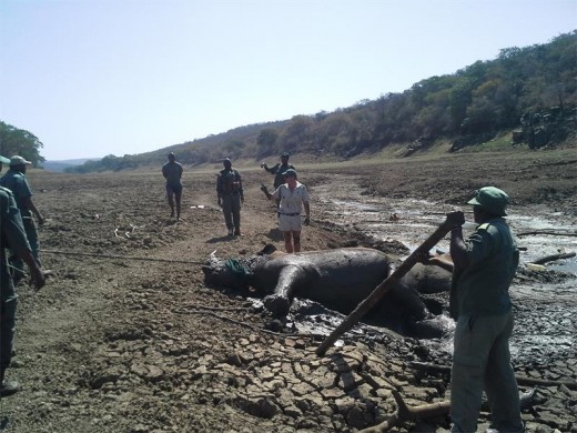 Roped up, this sedated rhino is ready to be extricated from the mud wallow in which it had become trapped