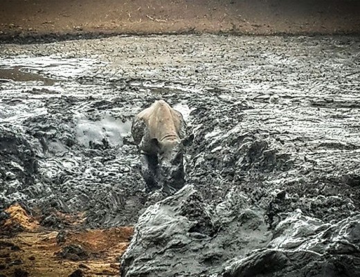 Excavations complete, the rhino was able to walk to safety, unharmed from the ordeal