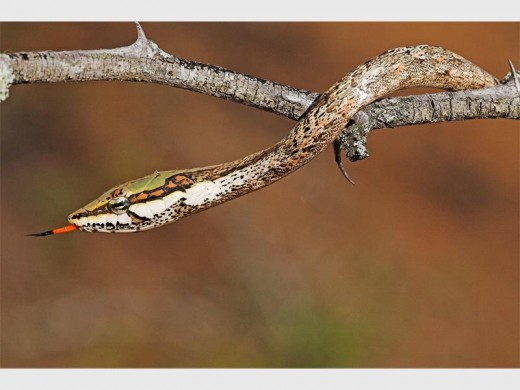 The deadly Vine snake