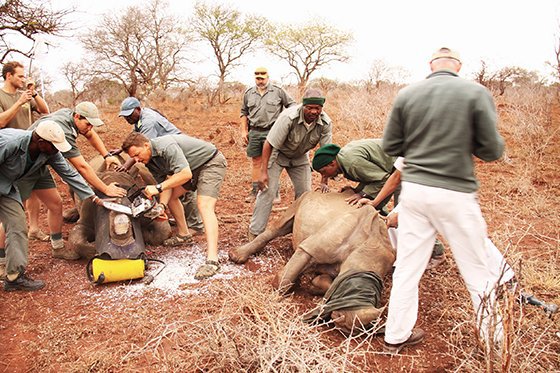 Conservation authorities dehorning white rhino before relocating them inside the iSimangaliso Wetland Park. Photo - iSimangaliso