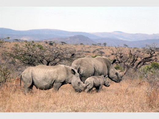 NatRhinofamily_09736