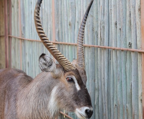 Upping the buck - Waterbuck fetched good prices at Wednesday's auction Kyle Cowan