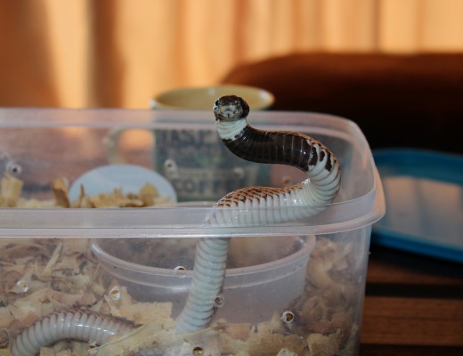 A Shield-nosed Cobra joins ZO reporter Kyle Cowan for coffee during the interview