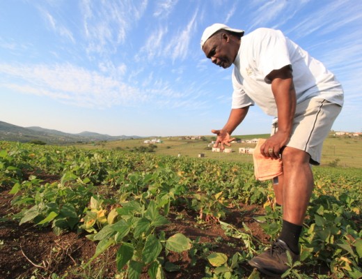 Self-taught farmer, Jeffrey Mthembu, inspects his crop of sugar beans