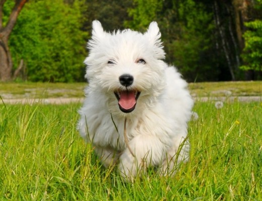 Westie5_64745_tn