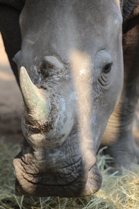Hunted - a close up of a white rhino inside the Hluhluwe iMfolozi Park. Rhino poaching has reached unprecedented levels in KZN Photo - Kyle Cowan