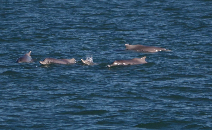 Dolphin11_37386_tn