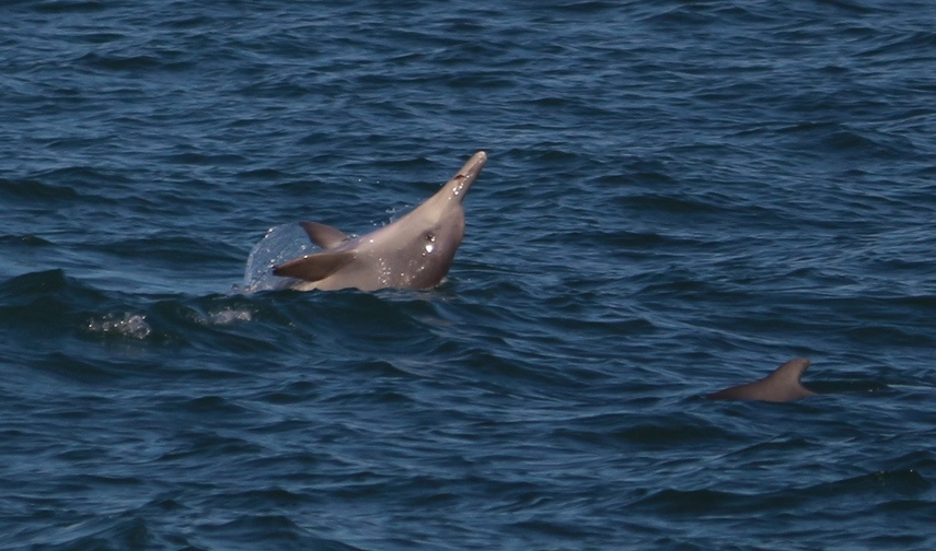Dolphin1_42136_tn