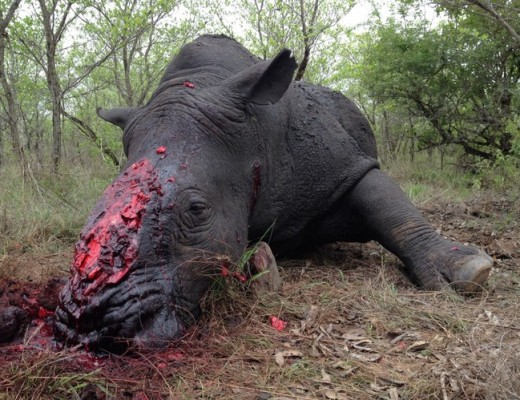 IMG_1999-Medium2_17352_tn