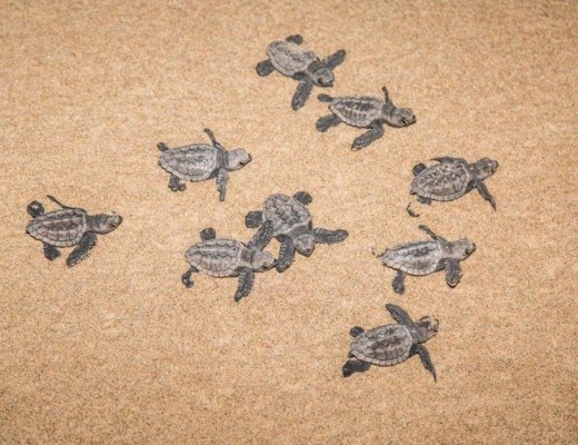 Pic5-Hatchlings_21425_tn