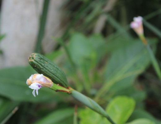According to Chris de Beer, the blooming of the rain lily always seems to be a clear indication that rain is soon to follow - PHOTO: Orrin Singh