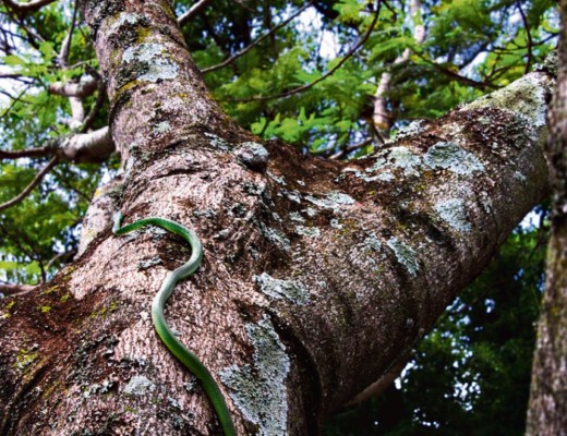 IMG_7228_10594_tn (Medium)