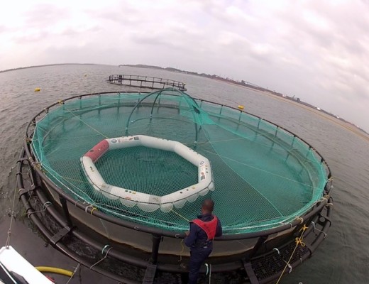fishfarm2_95673_tn