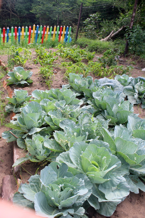 The centre has a sustainable vegatable garden project and the produce is used for the children's meals