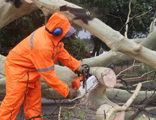 A member of the uMhlathuze Municipality cuts the tree into smaller pieces in order to have it easily removed