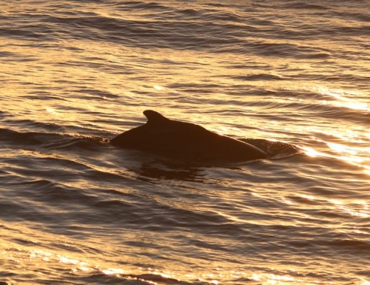 As the sun set, the tourists screeched with joy at every glimpse of a dolphin